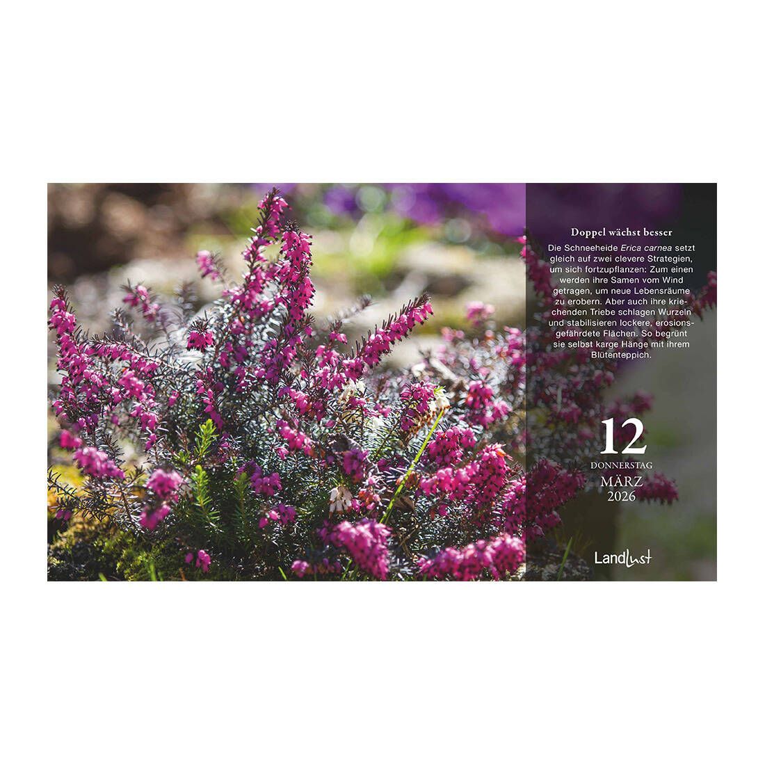 Das Kalenderblatt vom 12. März zeigt ein Bild der pinken Schneeheide.