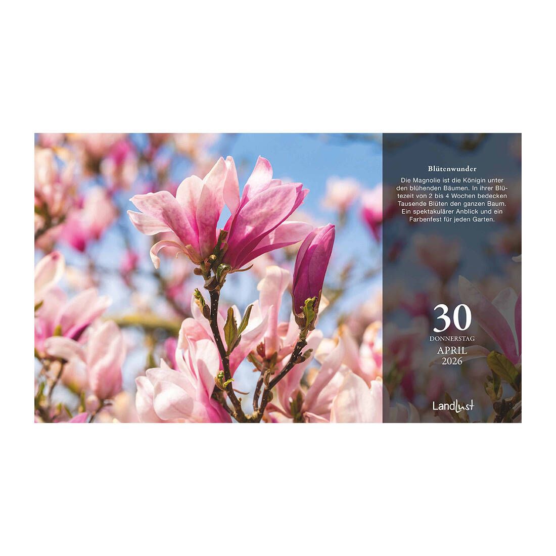 Das Kalenderblatt vom 30. April zeigt einen Baum mit blühenden Magnolien