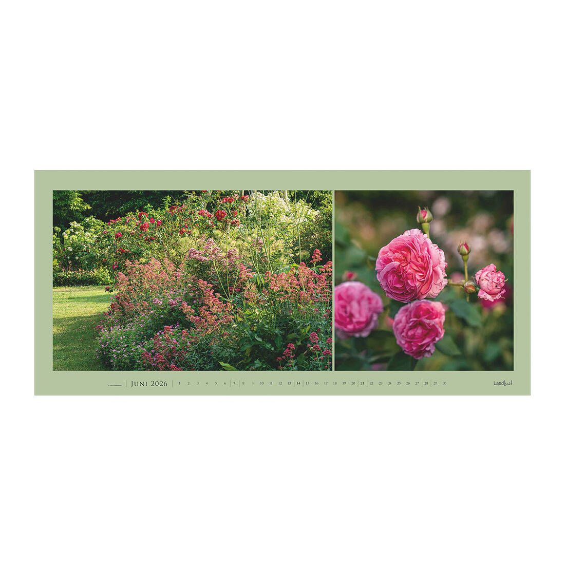 Das Kalenderblatt im Juni zeigt einen blühenden Garten in den Farben Rot und Rosa. Das zweite Bild zeigt eine rosafarbende Rose.