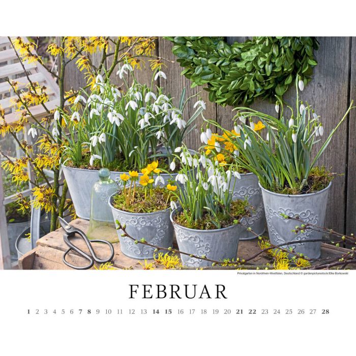 Das Kalenderblatt Februar zeigt Schneeglöcken und andere, gelbe Blumen in Metall-Blumentöpfen. Sie stehen draußen auf einem Regal