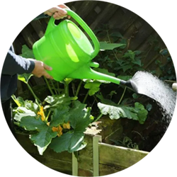 Jemand gie&szlig;t mit einer gr&uuml;nen Gie&szlig;kanne ein Beet.