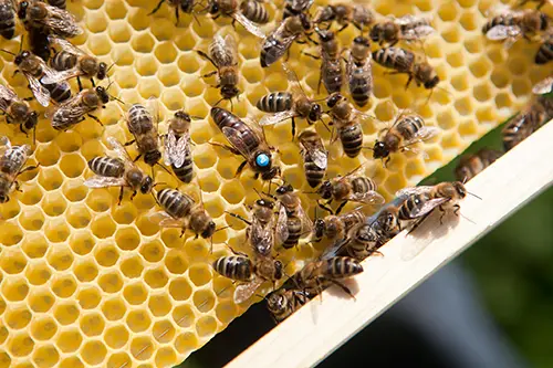 Viele Bienen und die Bienenk&ouml;nigen krabbeln auf einer Honigwabe.