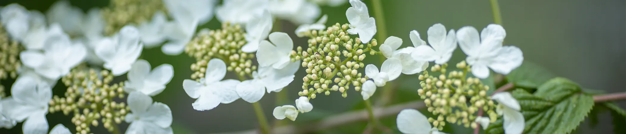 Nahaufnahme von weißen Blütendolden mit kleinen, ungeöffneten Knospen und grünen Blättern im Hintergrund. Die Blütenblätter sind zart und leicht asymmetrisch angeordnet.
