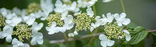Nahaufnahme von weißen Blütendolden mit kleinen, ungeöffneten Knospen und grünen Blättern im Hintergrund. Die Blütenblätter sind zart und leicht asymmetrisch angeordnet.