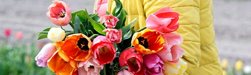 Ein bunter Strauß Tulpen in verschiedenen Farben, darunter Rot, Orange, Pink, Gelb und Weiß, wird vor einem verschwommenen Hintergrund gehalten. Der Hintergrund zeigt unscharf grüne und rote Farbtöne von Blumen und Pflanzen.