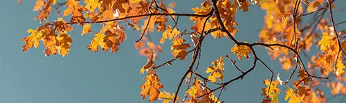 Header Garten im Herbst