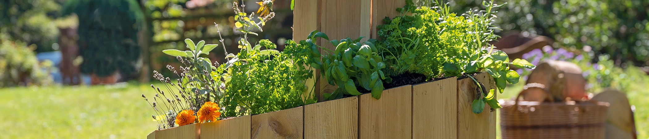 Holzhochbeet mit frischen Kräutern und Blumen, beleuchtet von Sonnenlicht, steht im grünen Garten. Im Hintergrund sind verschwommenes Laub und ein Weidenkorb sichtbar.