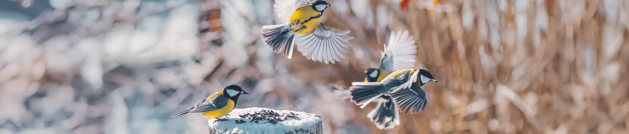 Blaumeisen sitzen und fliegen um einen schneebedeckten Baumstamm mit Körnern herum. Winterliche Landschaft im Hintergrund.