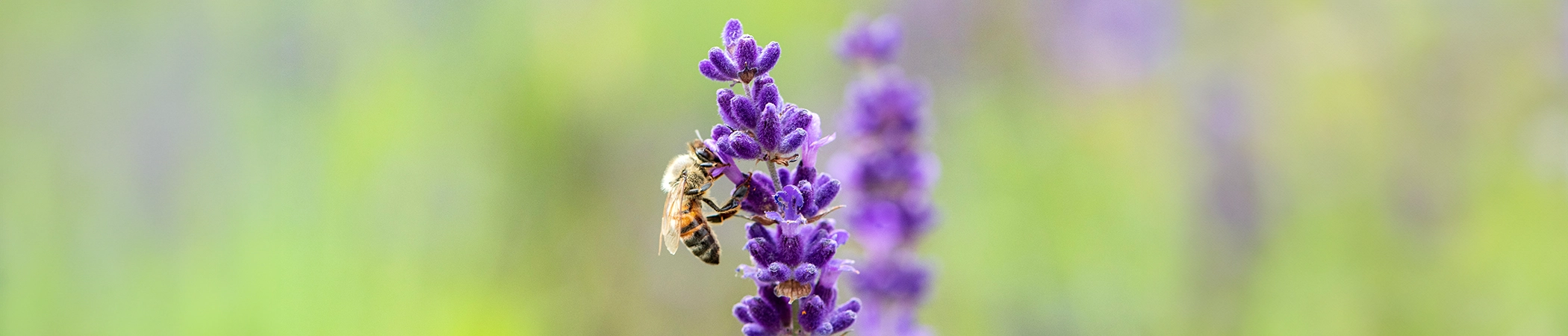 Header Weltbienentag
