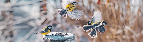 Blaumeisen sitzen und fliegen um einen schneebedeckten Baumstamm mit K&ouml;rnern herum. Winterliche Landschaft im Hintergrund.