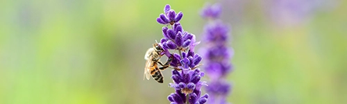 Header Weltbienentag