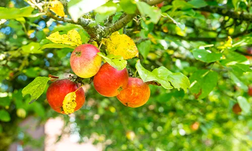 Vier rote Äpfel hängen an einem Ast mit grünen und teilweise gelben Blättern in hellem Sonnenlicht. Der Hintergrund ist verschwommen, was die Äpfel betont. Bild verlinkt zur Landingpage