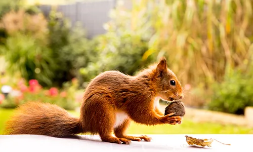 Ein rotes Eichhörnchen sitzt auf einer weißen Fläche und hält eine Nuss in den Pfoten. Im Hintergrund sind unscharfe grüne Büsche und bunte Blumen zu sehen. Bild verlinkt zur Landingpage.