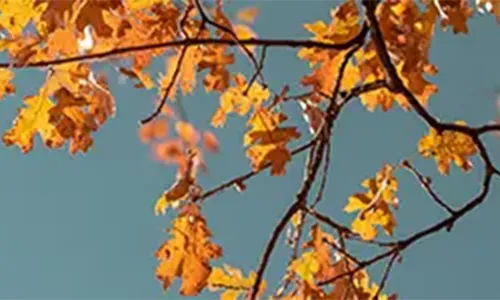 Zweige eines Baumes mit leuchtend orangefarbenen Herbstblättern vor einem klaren blauen Himmel. Bild verlinkt zur Landingpage