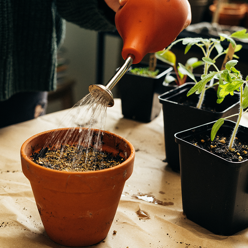 Ein mit Erde gefüllteter Blumentopf wird gewässert. Im Hintergrund sind andere bereits gekeimte Gefäße