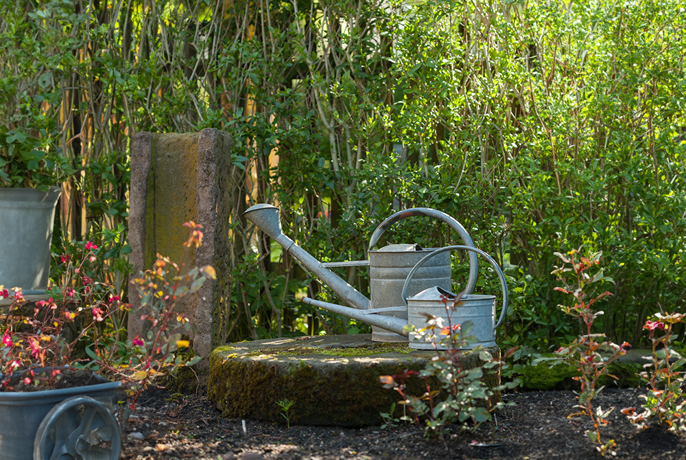In einem Garten stehen zwei silberne Gießkannen, umgeben von grünen Sträuchern und frisch angepflanzten anderen Pflanzen