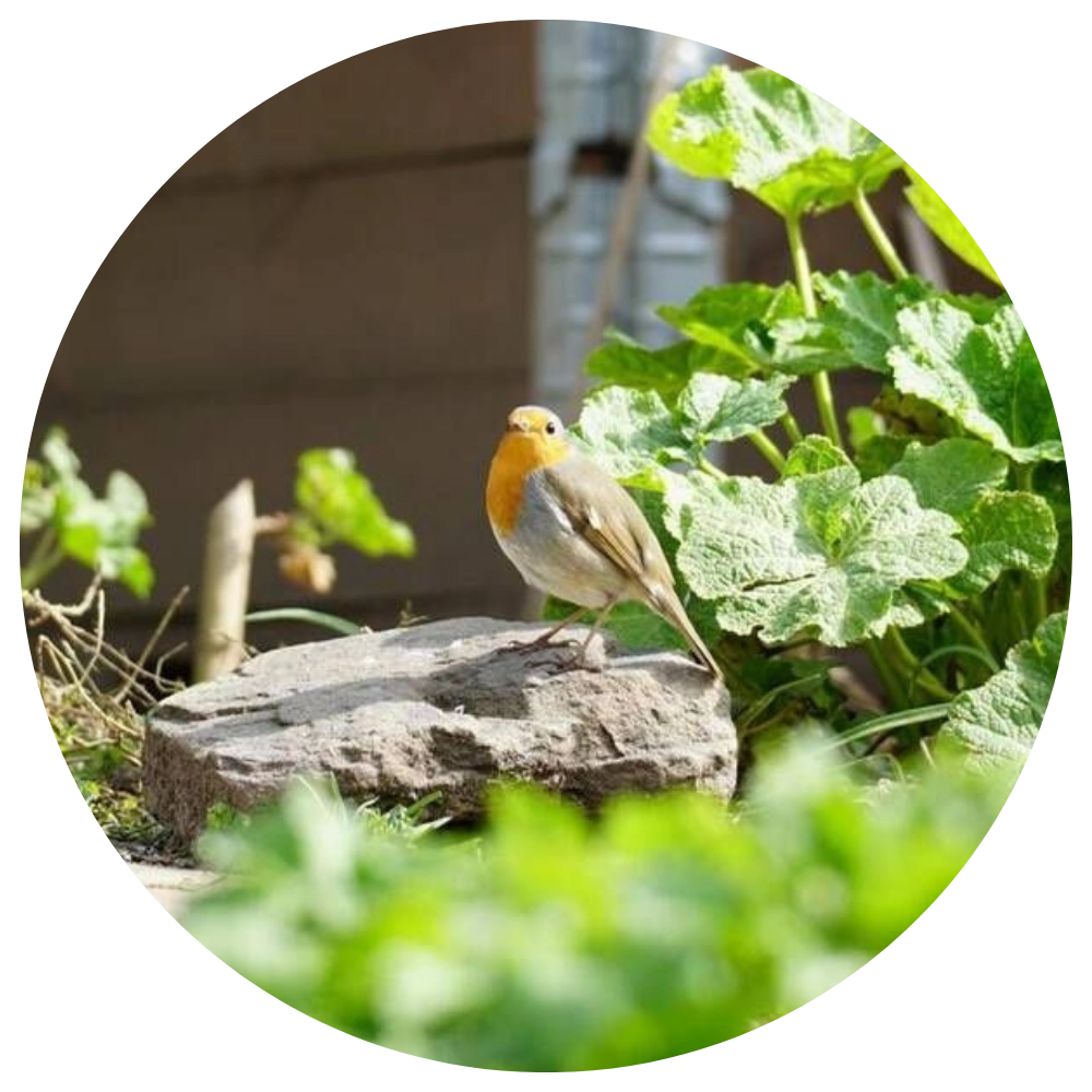 Digital-Webinar Tierfreundlicher Garten, Bild verlinkt zum Webinar.