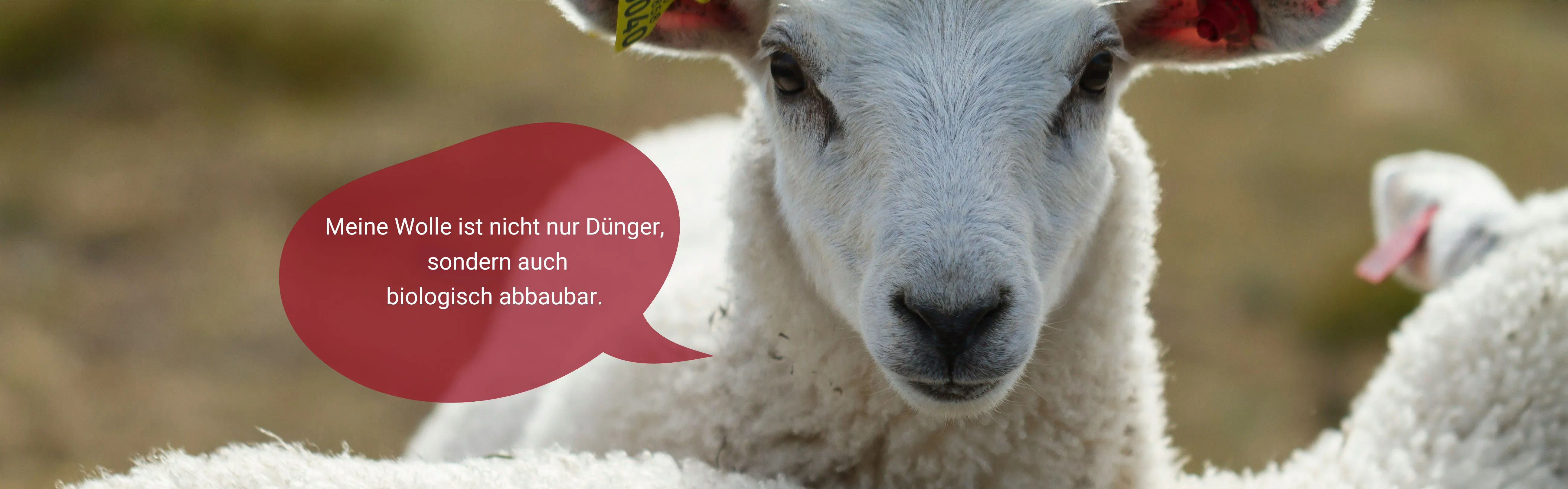Ein Schaf schaut in die Kamera. Eine Sprechblase verkündet: Meine Wolle ist nicht nur Dünger, sondern auch biologisch abbaubar. Im Hintergrund sind weitere Schafe zu sehen.