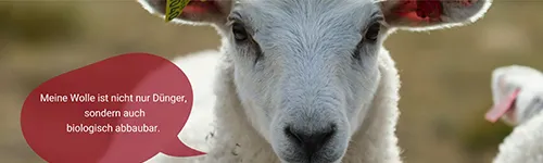 Ein Schaf schaut in die Kamera. Eine Sprechblase verkündet: Meine Wolle ist nicht nur Dünger, sondern auch biologisch abbaubar. Im Hintergrund sind weitere Schafe zu sehen.