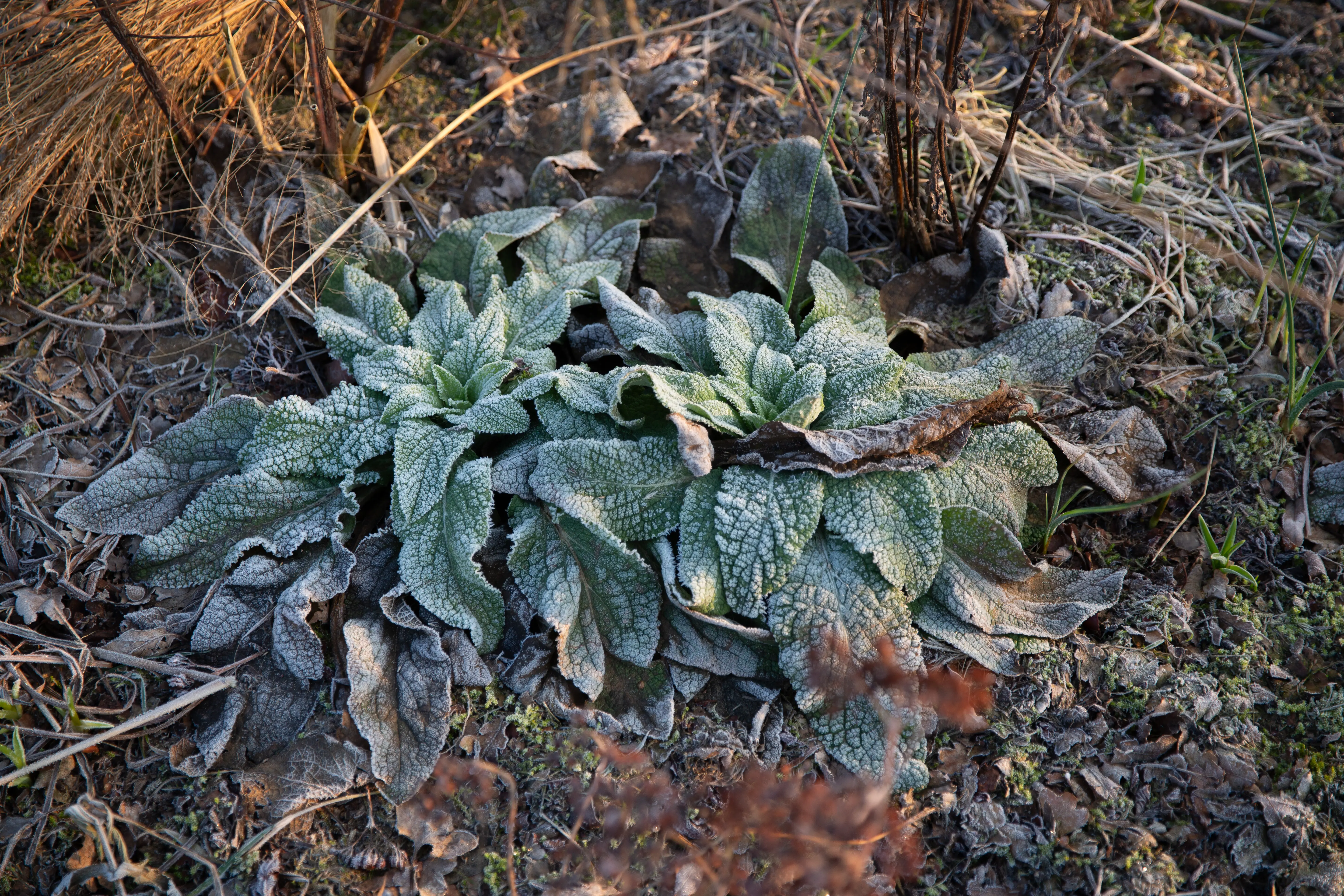 Eine Staude besetzt mit Frost, gepflanzt in einem Beet.