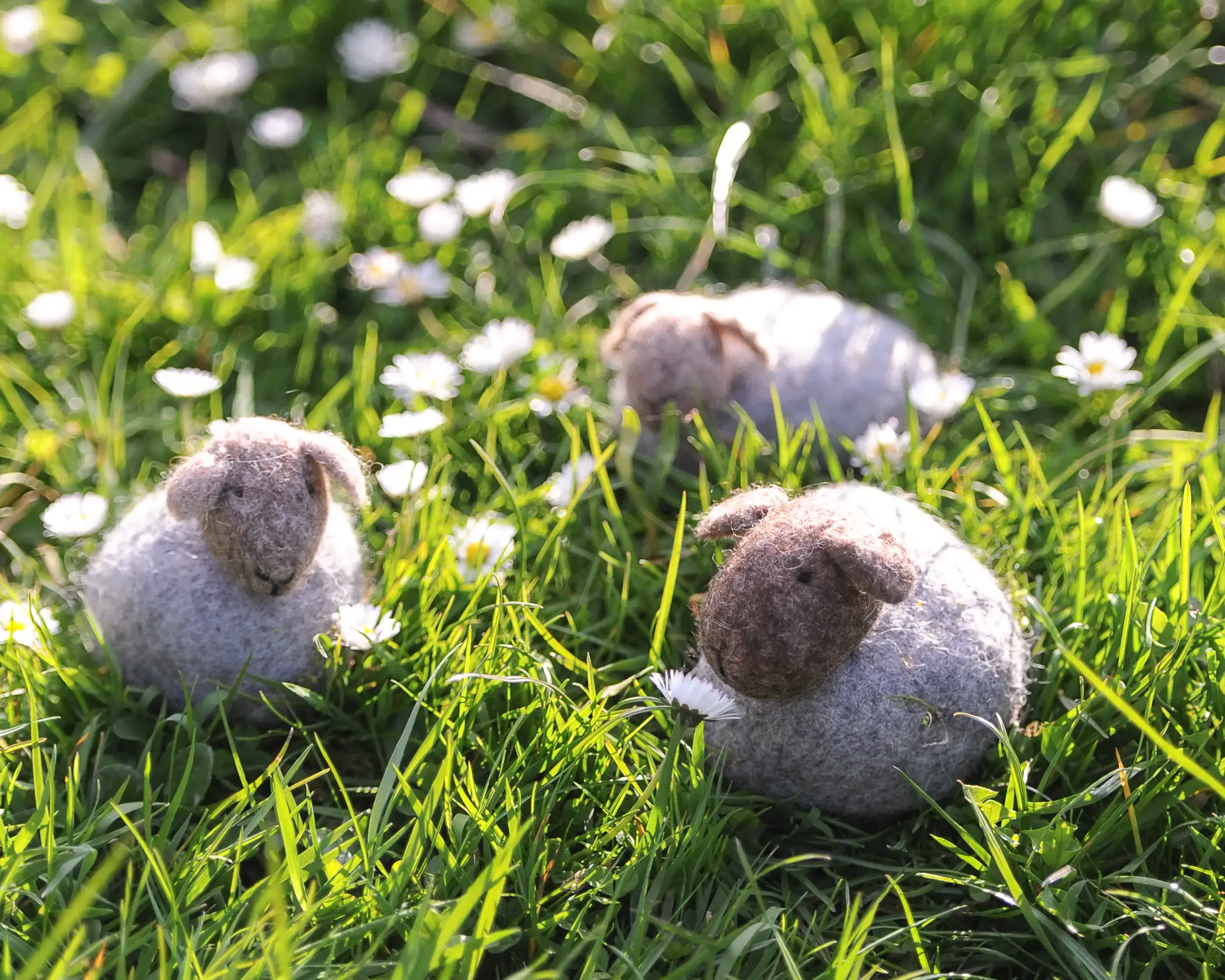 Drei Filzschafe auf einer Wiese umgeben von G&auml;nsebl&uuml;mchen.