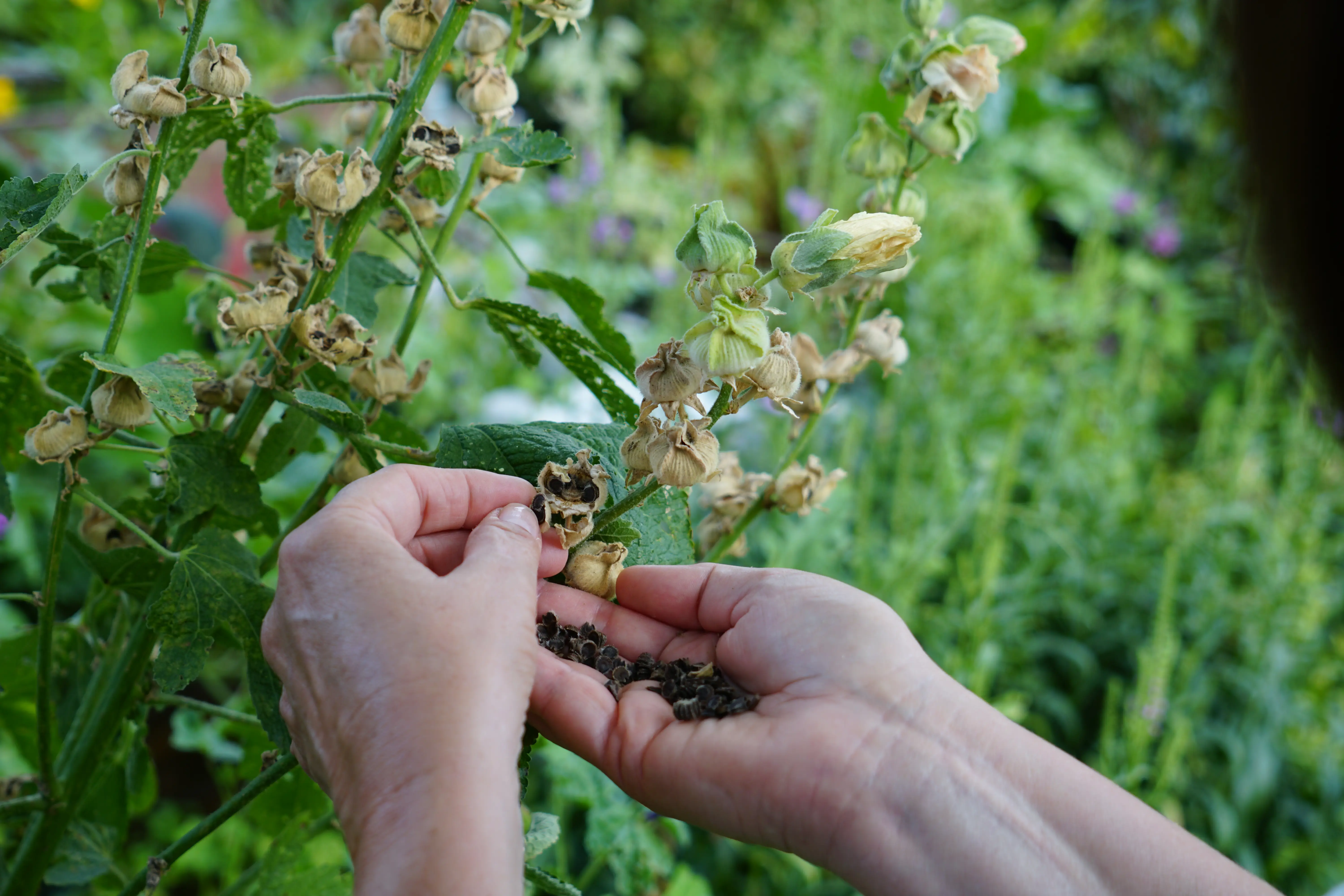 Die Samen einer Stockrose werden von jemandem gesammelt.