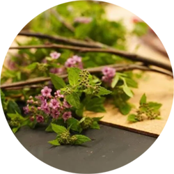 Ein Ast einen Strauches liegt auf einem Tisch.