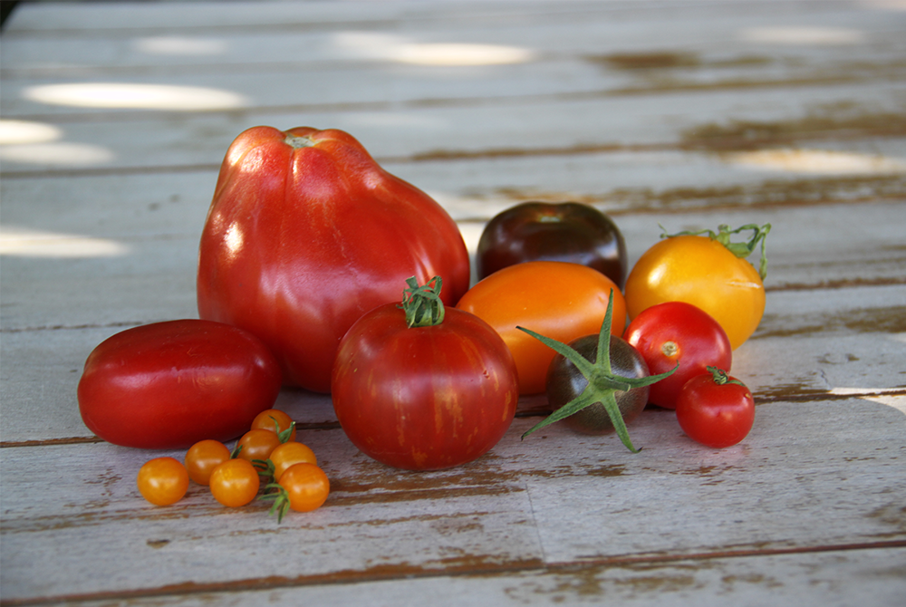Tomaten in unterschiedlichen Farben, Formen und Größen liegen auf einem Holztisch