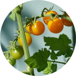 Tomaten an einem Strauch.