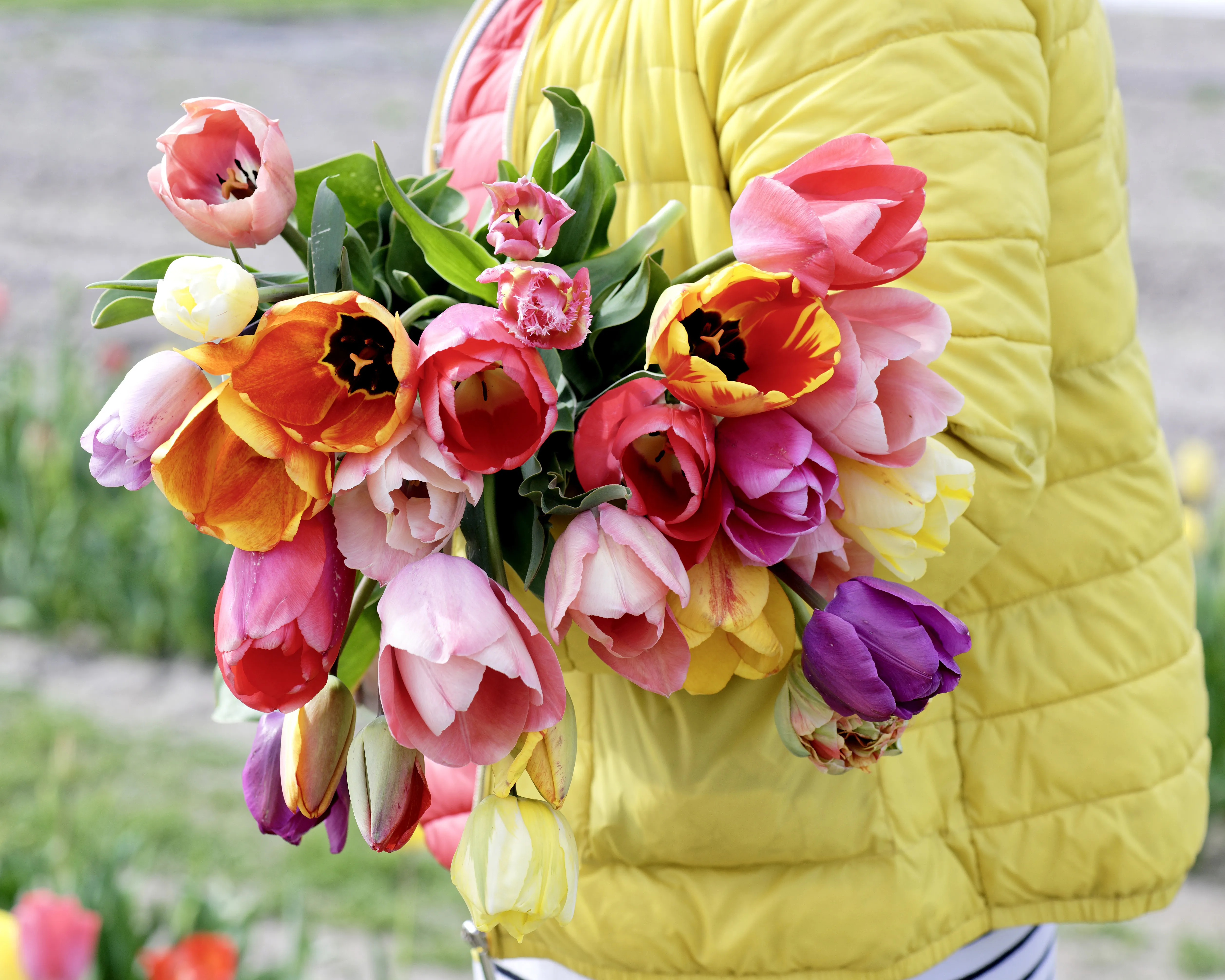 Eine Person in einer gelben Jacke hält einen großen Strauß bunter Tulpen. Die Tulpen haben verschiedene Farben, darunter Rot, Rosa, Gelb, Weiß und Lila. Die Stiele sind grün und blättrig. Der Hintergrund ist unscharfe, Bild verlinkt zum Workshop