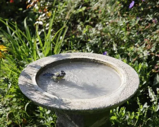 Ein Vogel sitzt in einer steinigen Wassertr&auml;nke umgeben von Wiese.