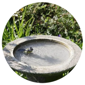 Digital-Webinar Vogeltr&auml;nke, Bild verlinkt zum Webinar.