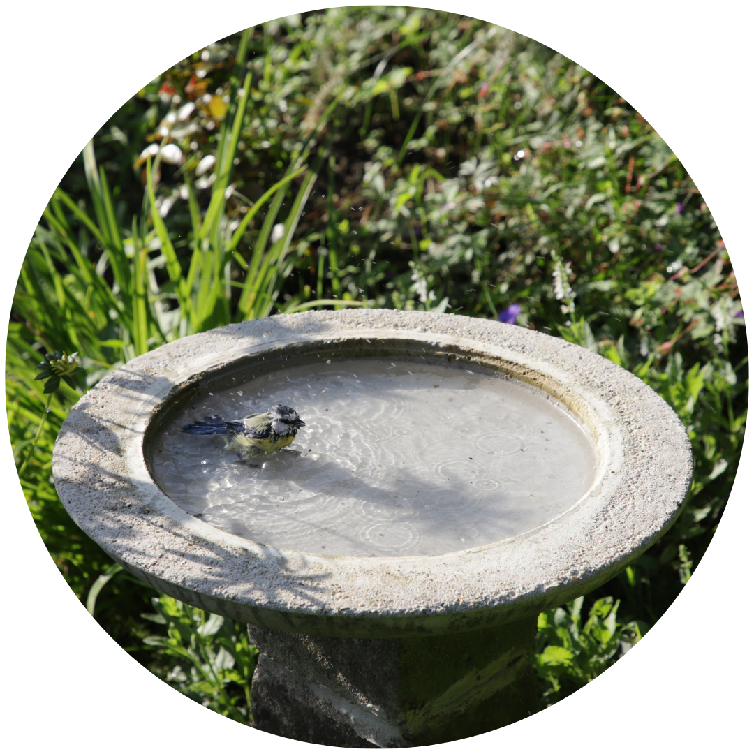 Ein Vogel badet in einer Wassert&auml;nke aus Beton in einem Garten. Bild verlinkt zum Webinar.