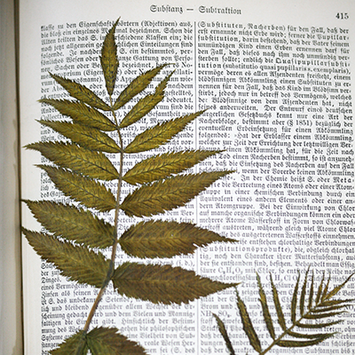 Eine Pflanze liegt in einem Buch um getrocknet zu werden