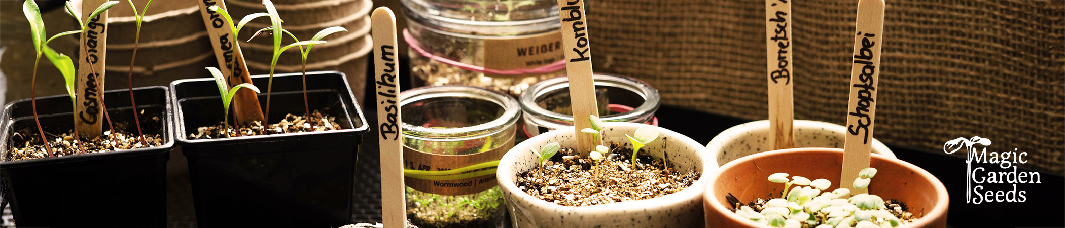 In vielen kleinen Töpfen keimen unterschiedliche Pflanzen