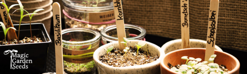 In vielen kleinen Töpfen keimen unterschiedliche Pflanzen