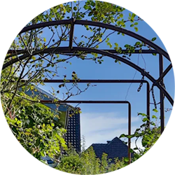 Rankhilfen im freien. Daran wachsen diverse Pflanzen.