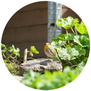 Digital-Webinar Tierfreundlicher Garten, Bild verlinkt zum Webinar.